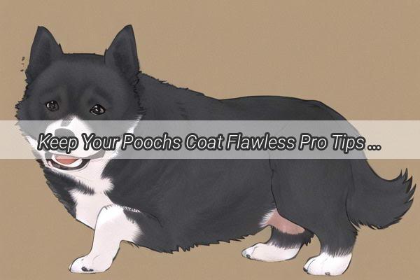 Keep Your Poochs Coat Flawless Pro Tips to Prevent Tangles and Mats